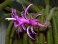 aporocactus