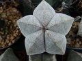 astrophytum-myriostigma