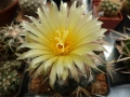 coryphantha